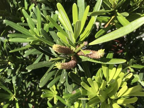 羅漢松開花|羅漢松開花的魅力：探索這朵神秘的植物之美 – 植物盆栽綠寶典